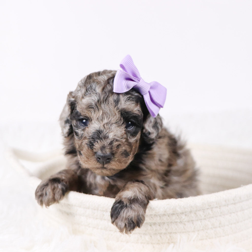 Raspberry - Available 11/26