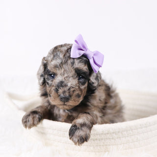 Raspberry - Available 11/26