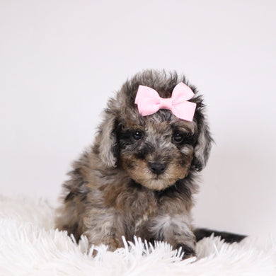 Raspberry - Available 11/26