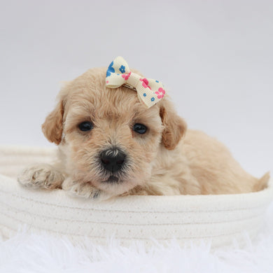 Renee - Available 9/17