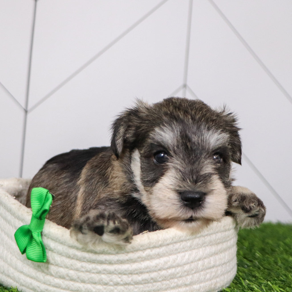 Rizzo - Available 2/4