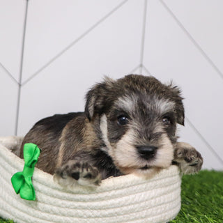 Rizzo - Available 2/4