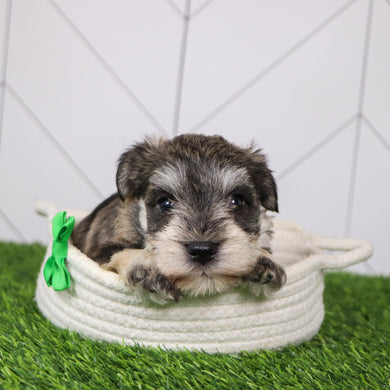 Rizzo - Available 2/4