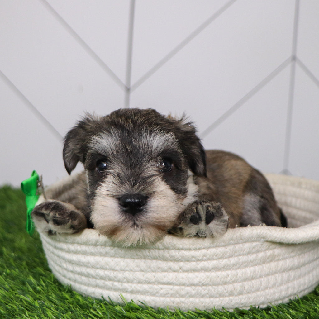 Rizzo - Available 2/4