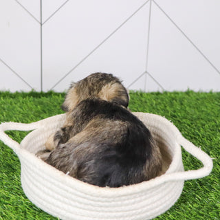 Rizzo - Available 2/4