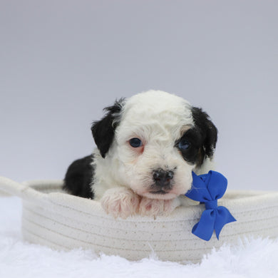 Rocky - Available 7/23