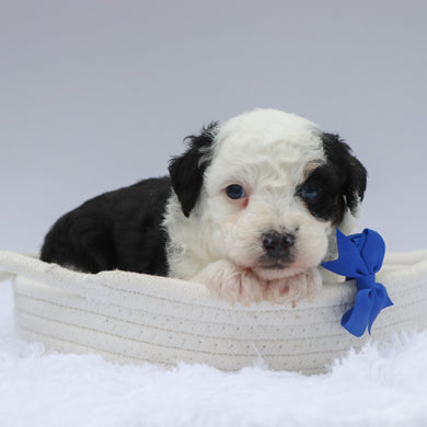 Rocky - Available 7/23