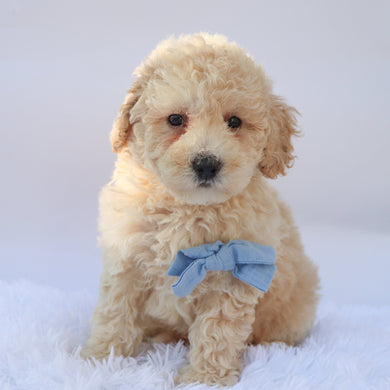 Ronan - Available 9/17