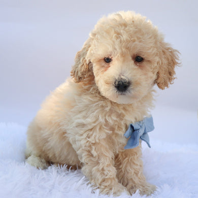 Ronan - Available 9/17