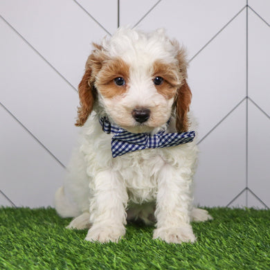 Ross - Available 1/15