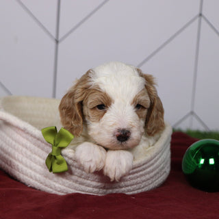 Ross - Available 1/14