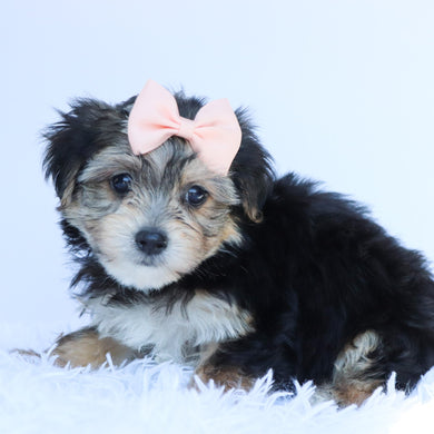 Rosy - Available 8/6