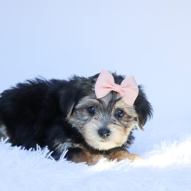 Rosy - Available 8/6