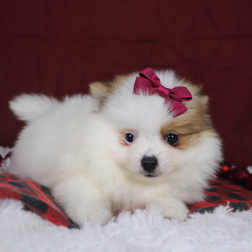 Roxi - Available 12/3