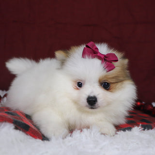 Roxi - Available 12/3