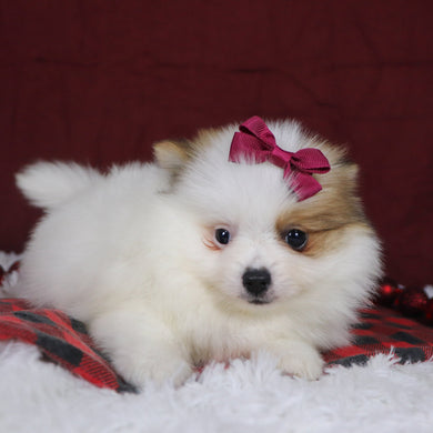 Roxi - Available 12/3