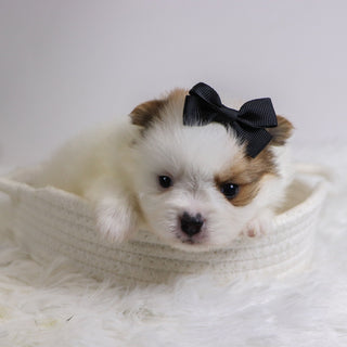 Roxi - Available 12/3