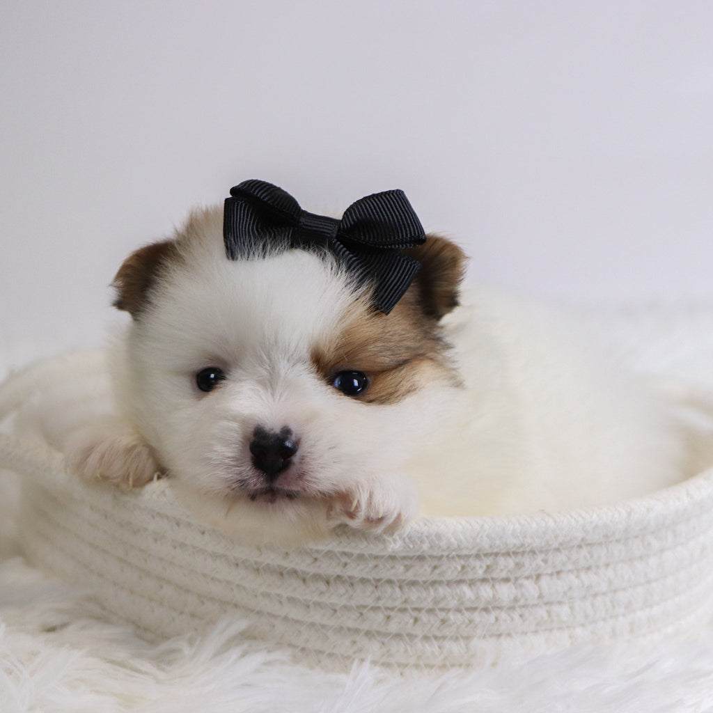 Roxi - Available 12/3