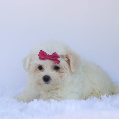 Roxie - Available Now