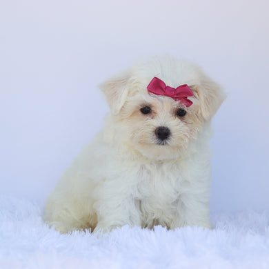 Roxie - Available Now