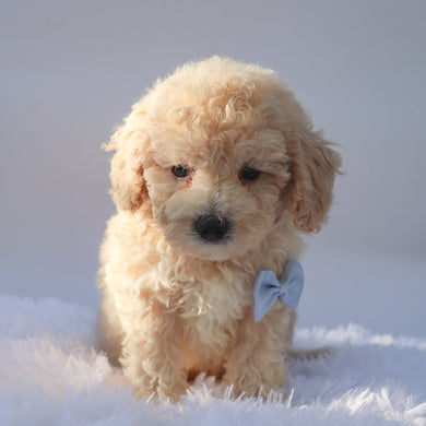 Ryder - Available 9/17