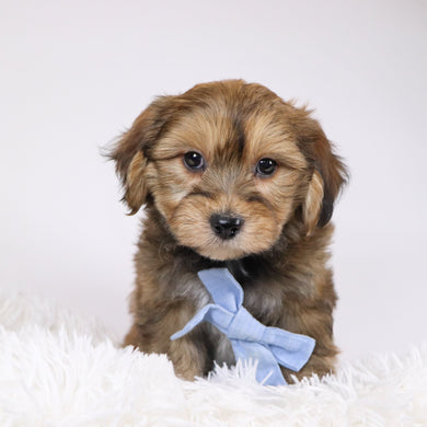 Ryse - Available 11/26