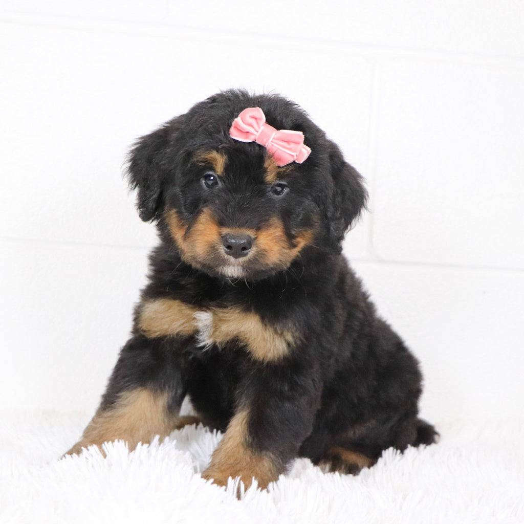 Sade - Available Now