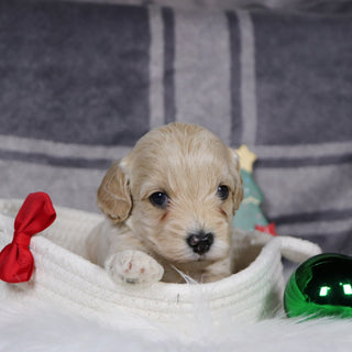 Sanford - Available 1/14