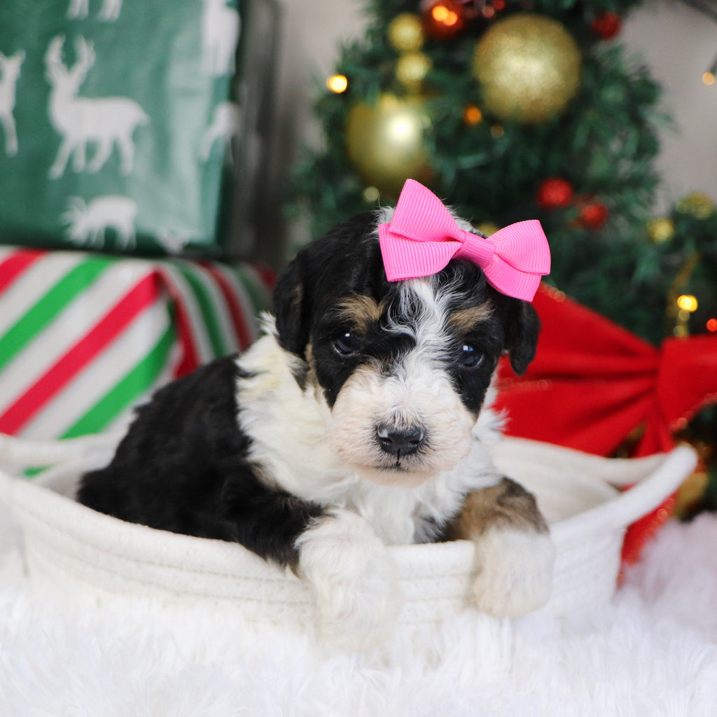 Savannah - Available 1/21