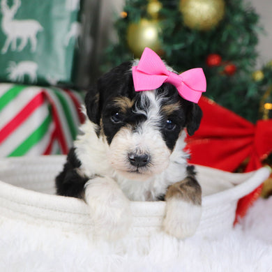 Savannah - Available 1/21