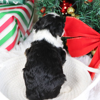 Savannah - Available 1/21