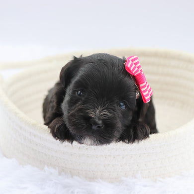 Savannah - Available 7/23