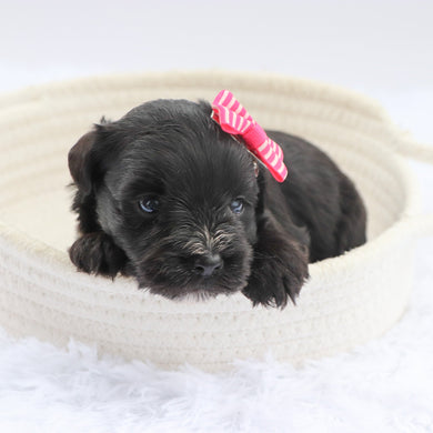 Savannah - Available 7/23