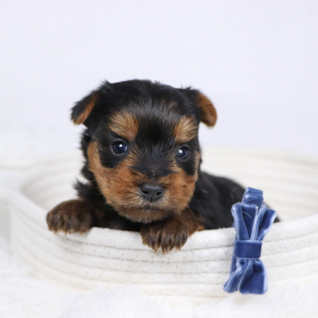 Sawyer - Available 12/17