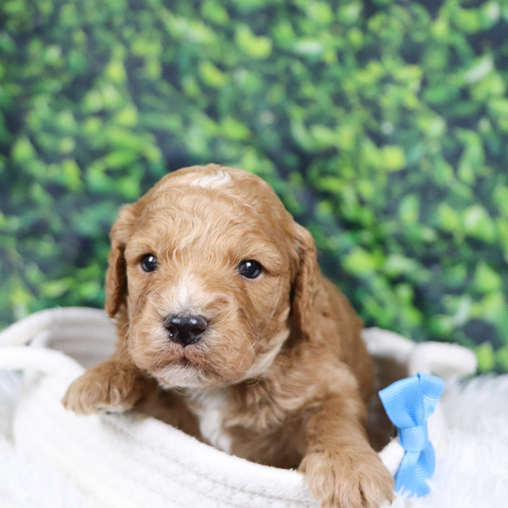 Scott - Available 12/31