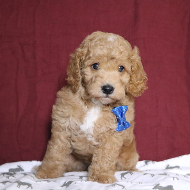 Scott - Available 12/31