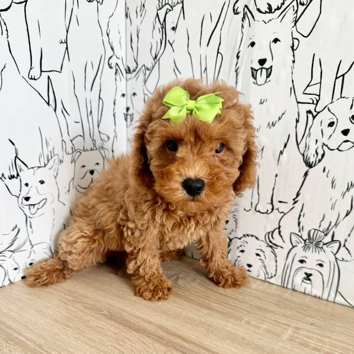 Tawny - Available Now