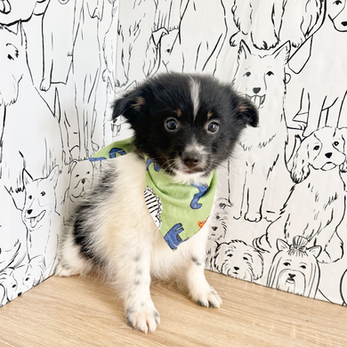 Hugo - Available Now