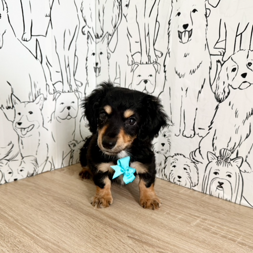 Bruno - *PRE-TRAINED* Available 10/26