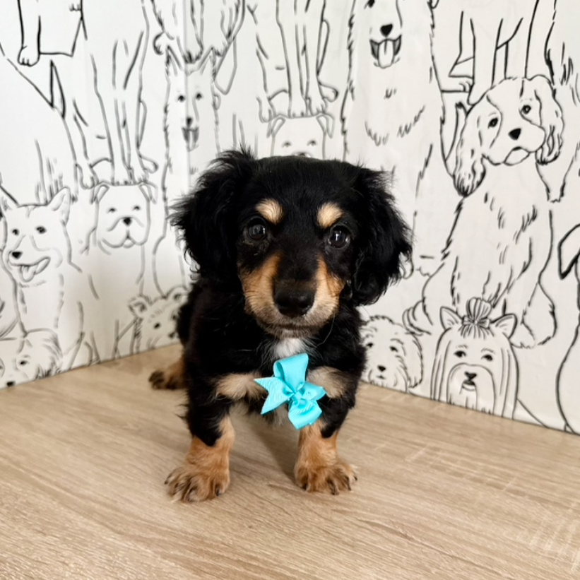 Bruno - *PRE-TRAINED* Available 10/26
