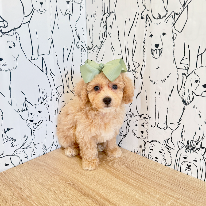 Hermione - Available Now
