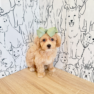 Hermione - Available Now