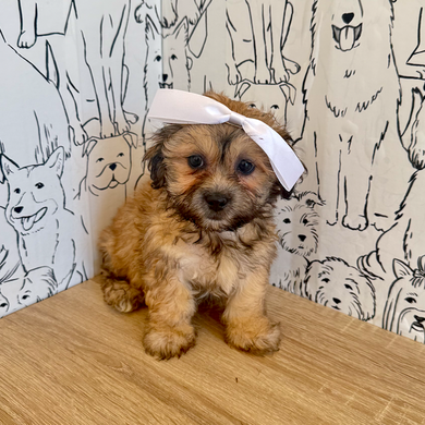 Callie - Available Now