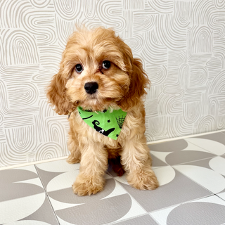 Pippa - Available Now