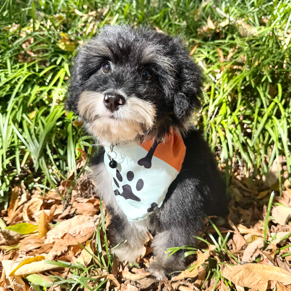 Oscar *PRE-TRAINED* - Available 11/9