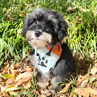 Oscar *PRE-TRAINED* - Available 11/9