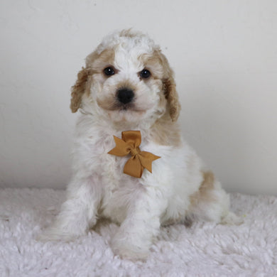Sebastians - Available 10/29