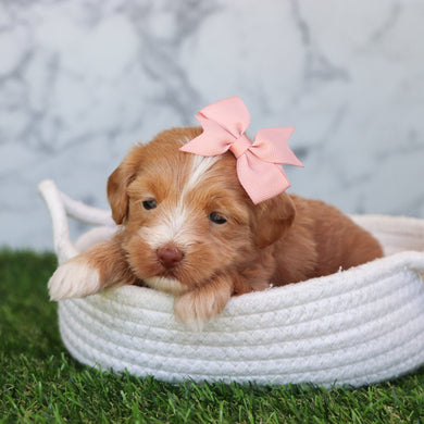 Selena - Available 6/4