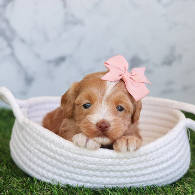 Selena - Available 6/4