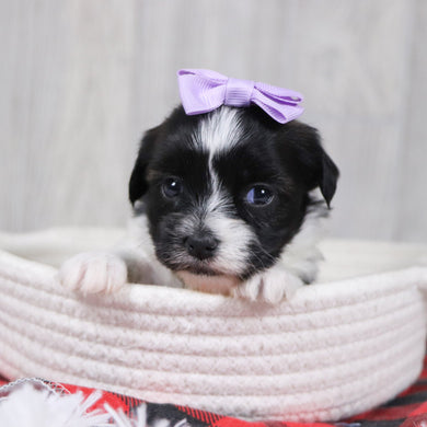 Selina - Available 12/31